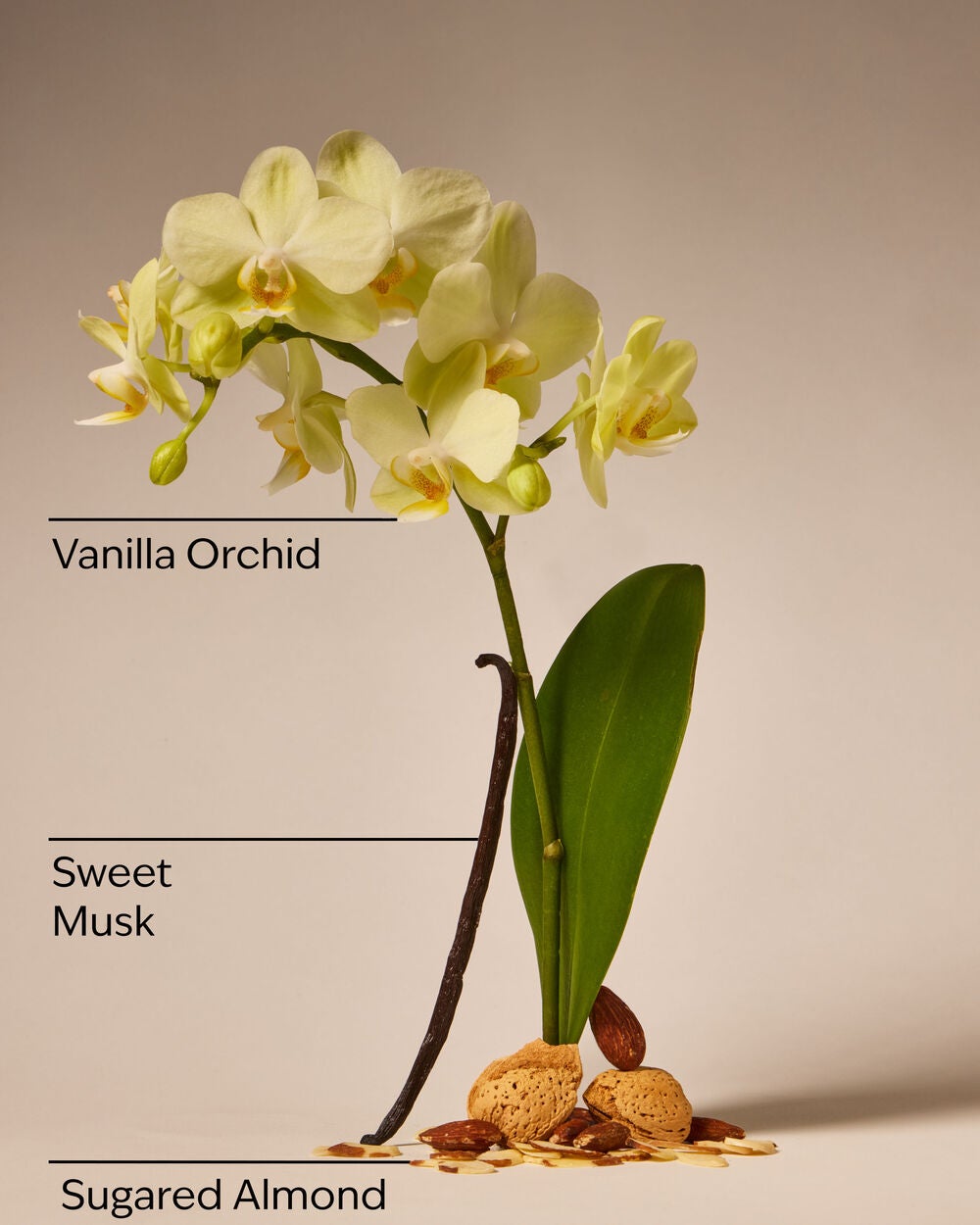 Cozy Vanilla Almond Gentle & Clean Foaming Hand Soap - Image 3