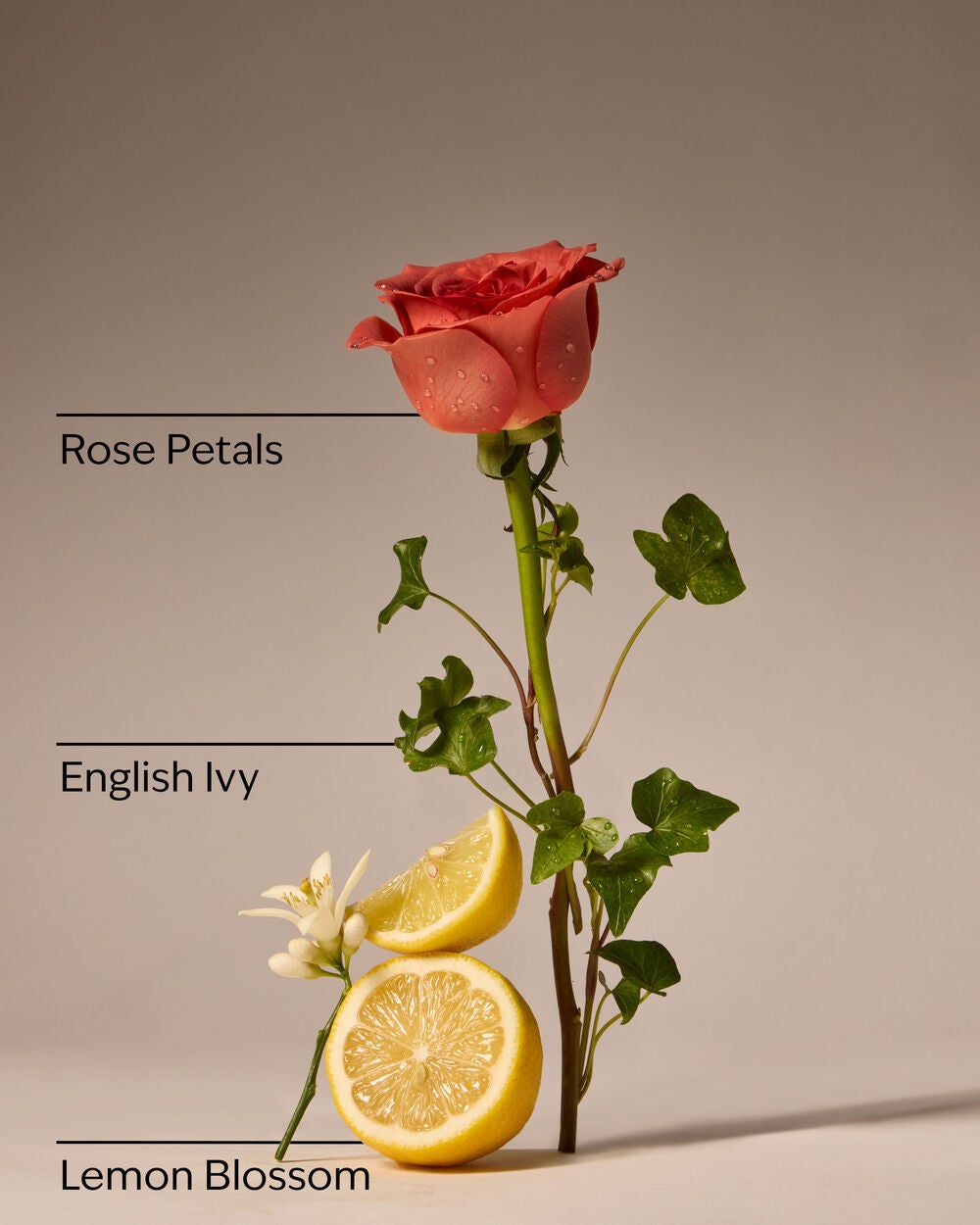 Rose Water & Ivy Wallflowers Refills 2-Pack - Image 3