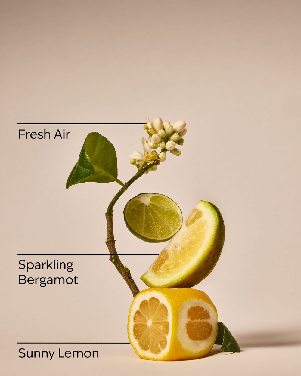 Clean House Vibes - Dazzling Citrus Wallflowers Fragrance Refill - Image 3